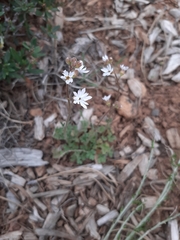 Lithophragma tenellum