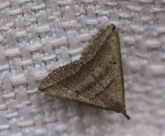 Lysimelia lenis