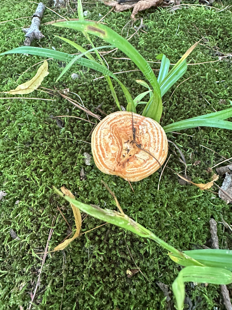 Lactarius psammicola · July 2026 · photo: Photo: no rights reserved · iNaturalist
