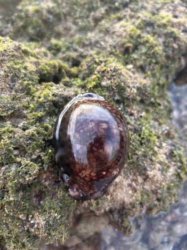 Cypraea observed 2026-07-13