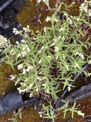 Menzies' Catchfly
