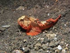 Richardsonichthys leucogaster