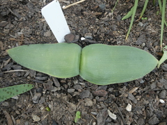 Haemanthus humilis