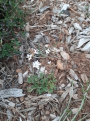Lithophragma tenellum