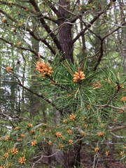 Pinus virginiana