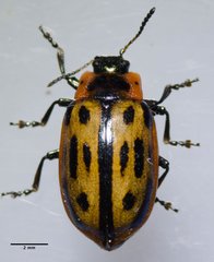Chrysomela confluens