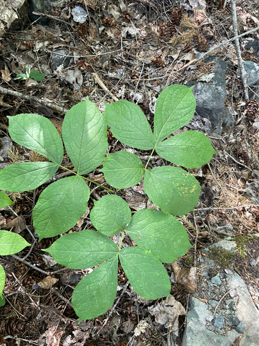 wild sarsaparilla