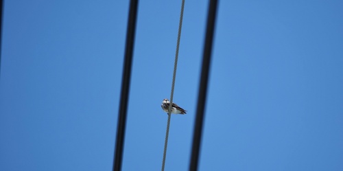 Grey-throated Martin (Riparia chinensis), photo 5