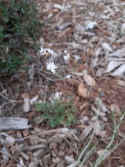 Lithophragma tenellum