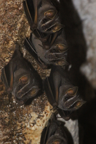 White-lined Broad-nosed Bat
