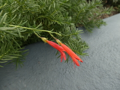 Penstemon pinifolius