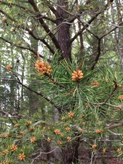 Pinus virginiana