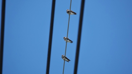 Grey-throated Martin (Riparia chinensis), photo 6