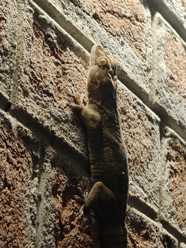 Emulous leaf-toed gecko / Emulous rock gecko., Hemidactylus aemulus