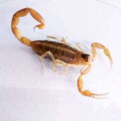 Centruroides exilicauda