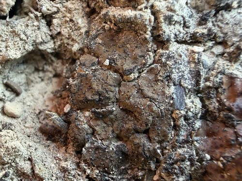 Scaly Stippled Lichen
