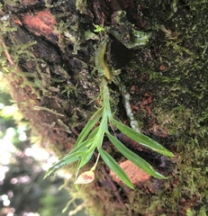 Vandoideae