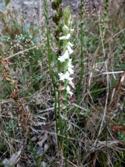 Spiranthes graminea