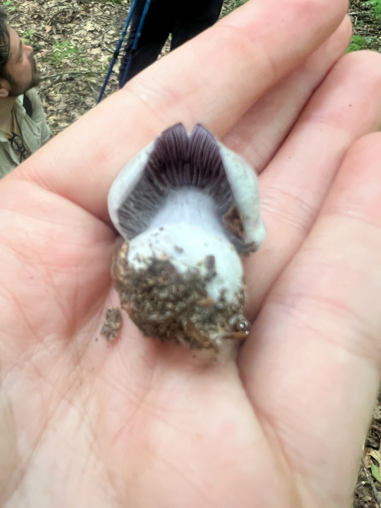 Silvery-violet Cort · July 2026 · photo: Photo: (c) Deana Tempest Thomas, some rights reserved (CC BY) · iNaturalist