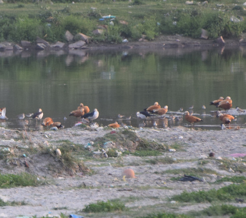 iNaturalist image