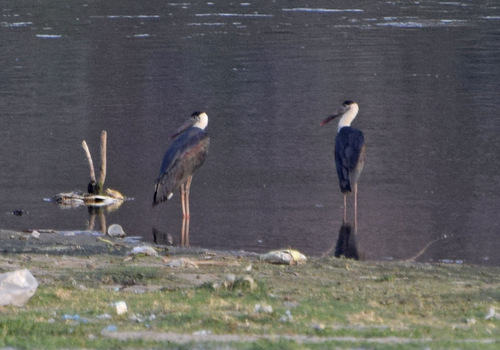 iNaturalist image