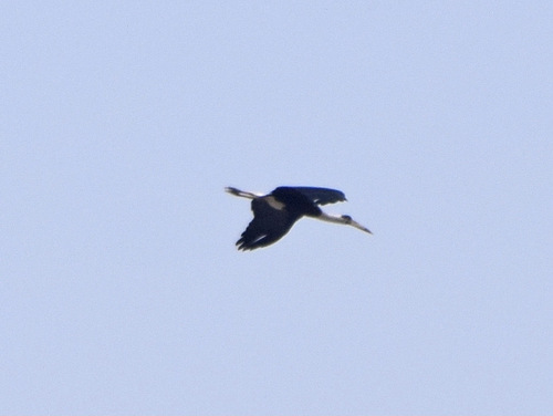 iNaturalist image