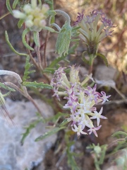 Chaenactis macrantha
