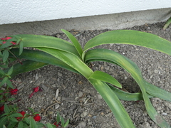 Clivia gardenii