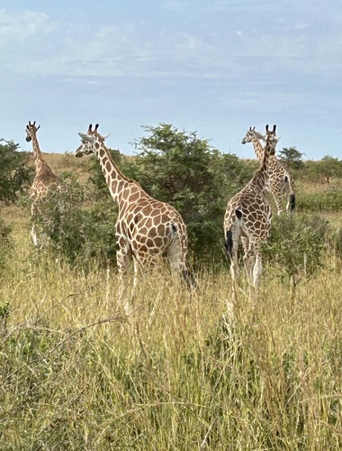 Nubian Giraffe