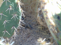 Aspidoscelis marmoratus