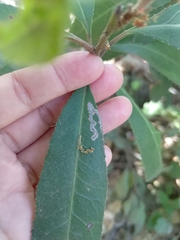 Stigmella heteromelis