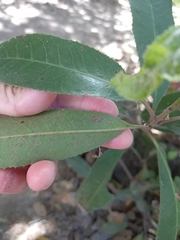 Stigmella heteromelis