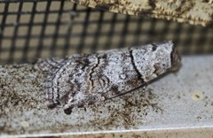 Calathusa hypotherma