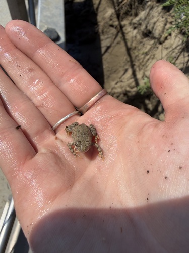 Woodhouse's Toad