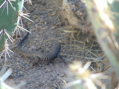 Aspidoscelis marmoratus