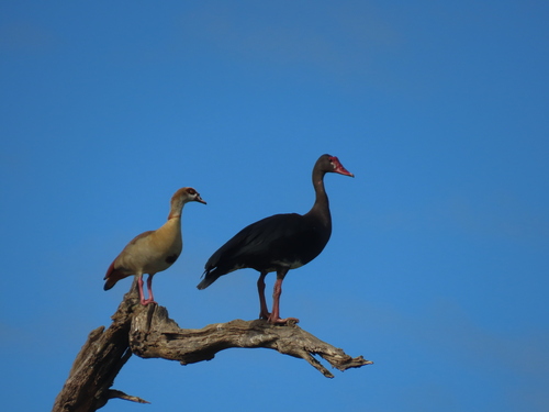 iNaturalist: (c) Nicolaas Myburgh, some rights reserved (CC BY-NC), uploaded by Nicolaas Myburgh iNaturalist image