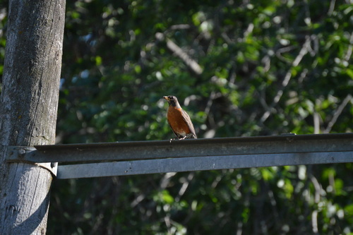 American Robin