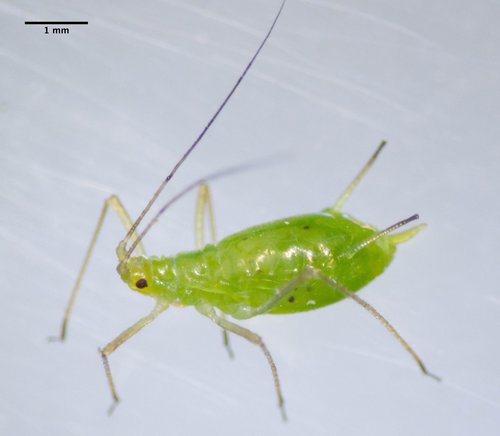 Potato Aphid photo 2