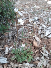 Lithophragma tenellum