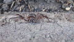 Sicarius thomisoides