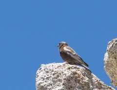 Leucosticte tephrocotis
