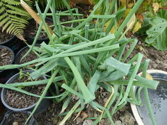 Allium proliferum