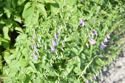 Creeping Bellflower