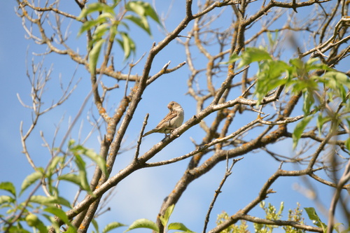 House Sparrow