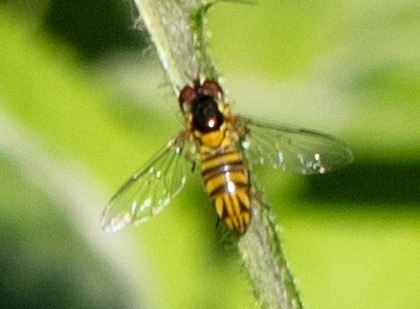 Allograpta obliqua observed 2026-07-04