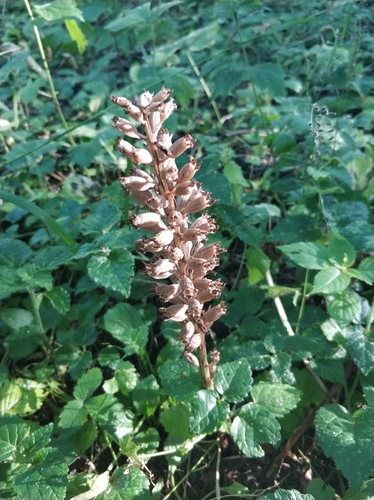 Наблюдение на iNaturalist