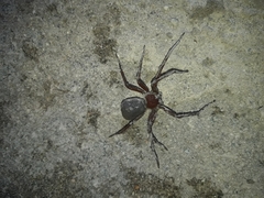 Sicarius thomisoides