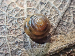 Euconulus fulvus