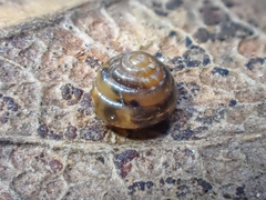 Euconulus fulvus