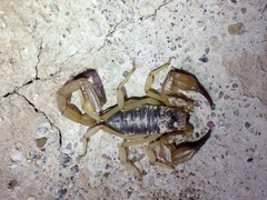 Smeringurus vachoni